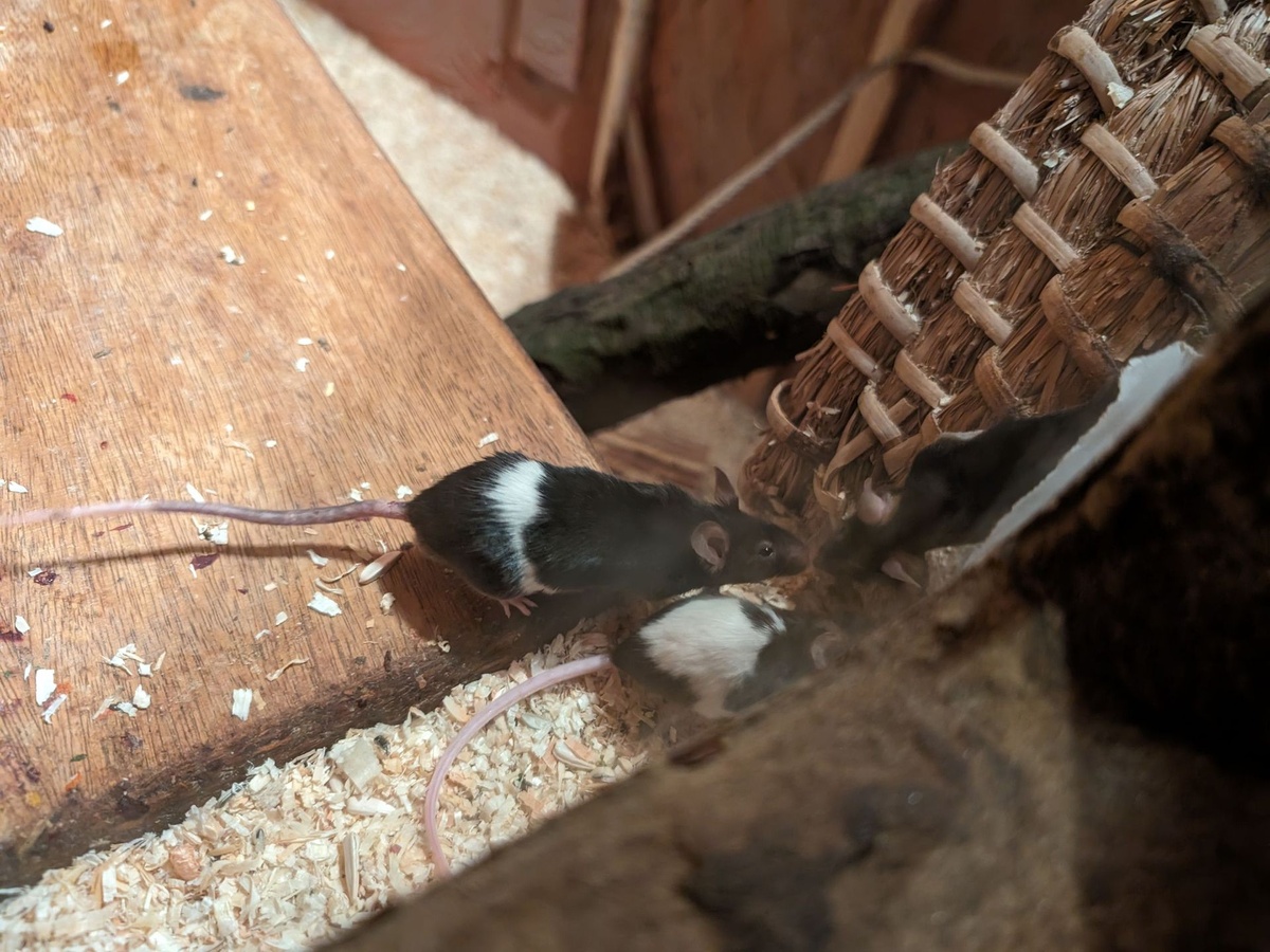Schwarz-weiße Mäuse auf Holz, umgeben von Einstreu und einem Korb.