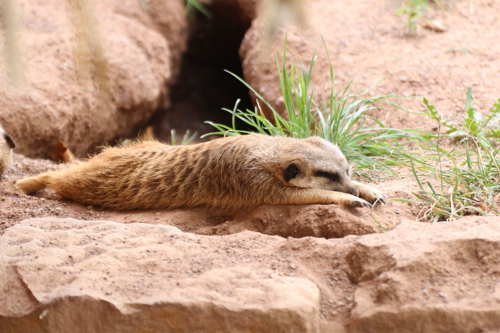 Erdmännchen
