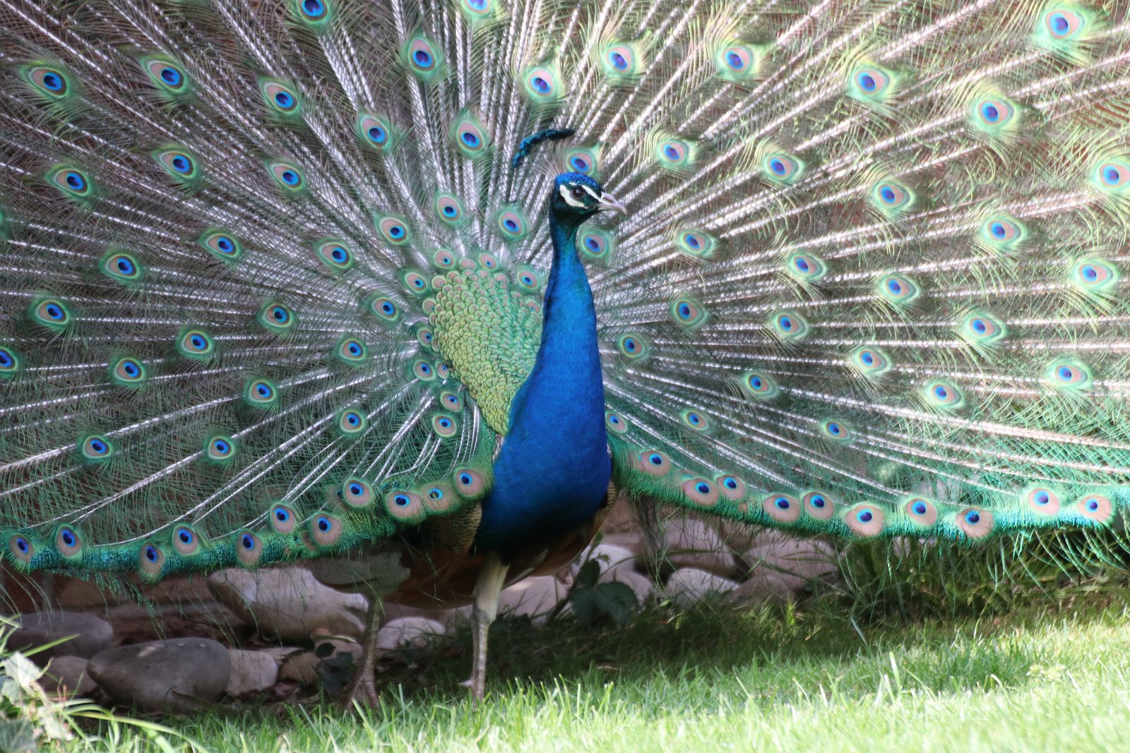 Pfau