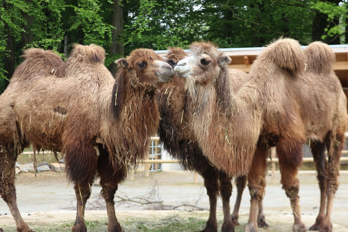Drei Trampeltiere stehen zusammen im Gehege. Bäume und ein Zaun umgeben sie.