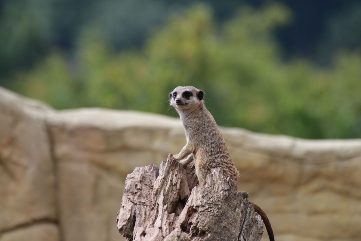 Ein Erdmännchen sitzt auf einem Baumstamm.