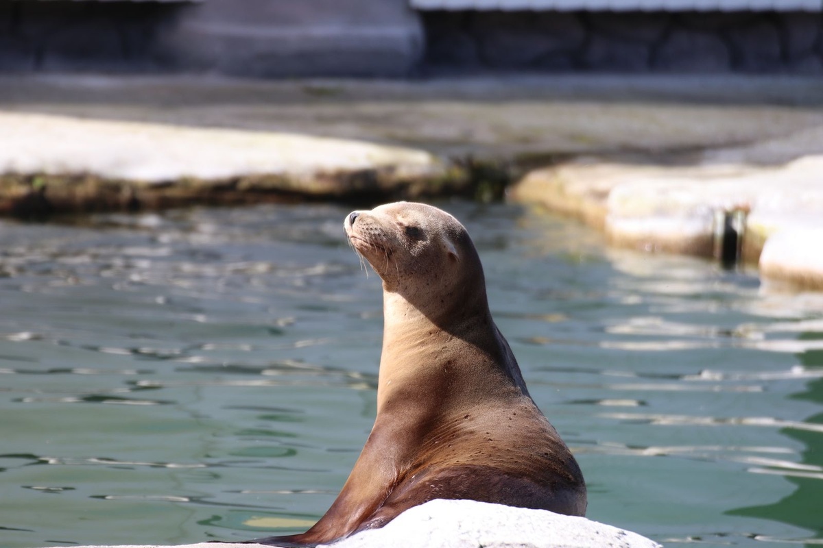 Seelöwe sitzt am Beckenrand und blickt entspannt Richtung Sonne.